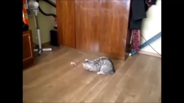 Кот спортсмен. смотреть онлайн