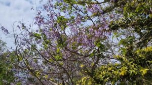 Павловния войлочная 4 мая 2025 г.