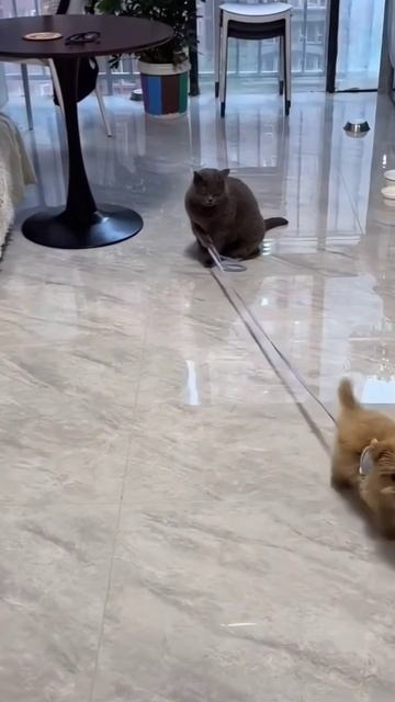 Куда волкодав