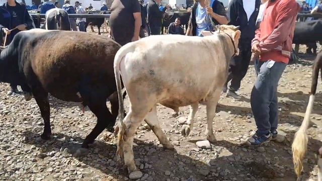 Молбозори Лейнский Район Нарху Навой Гову Мол🐄🐂 Мархамат Тамошо Кнен Дасгириро Фаромуш Насозен смотреть онлайн