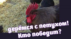 Дерёмся с петухом! Кто победил_