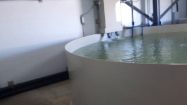 Осетровник Армавир