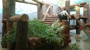 Московский зоопарк. Панда Катюша очищает бамбук от коры перед тем, как его сгрызть вкусненького