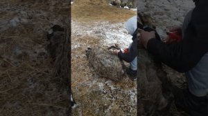 Когда овцы ломают ноги