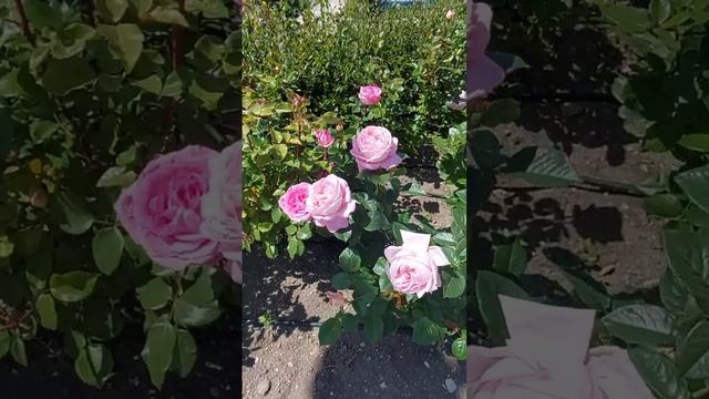 Императорский парк. Анапа, цветут розы 24.05 25 г. смотреть онлайн