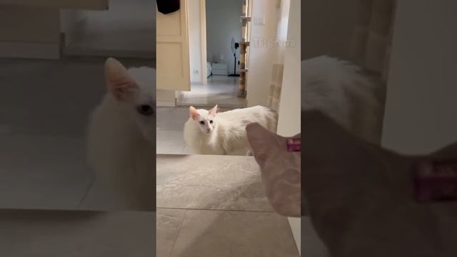 Тест на смелость кошек #прикол #тест смотреть онлайн