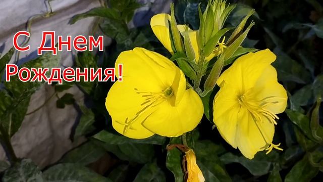 Поздравление  с Днем Рождения.  Видео открытка.