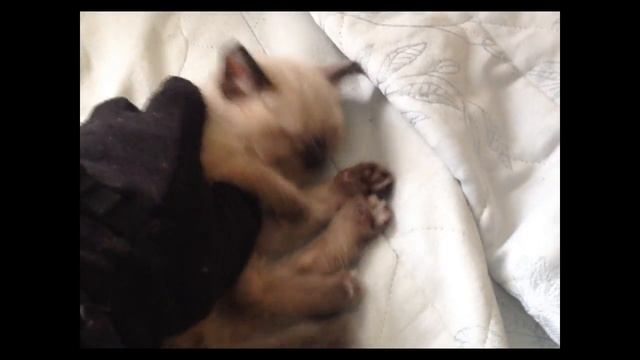 Batman против КОТА?!/(Где детонатор?) смотреть онлайн