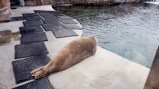 Московский зоопарк. Морской заяц .