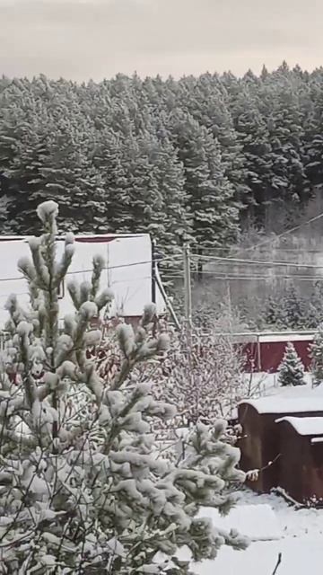 Зимний лес. 😍💓Красота смотреть онлайн