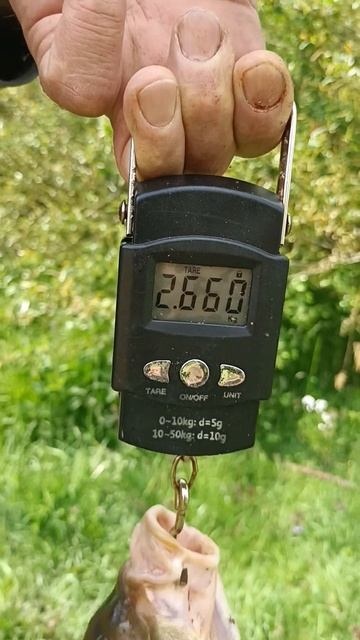 рыбалка на дикой территории на Леща смотреть онлайн