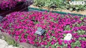 Вы Узнаете - КАК Лучше выращивать - Петунью Шок Вейв Ди?