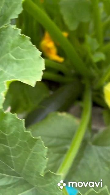 Сорт кабачка «Черный красавец»9 июля 2023г Киров смотреть онлайн