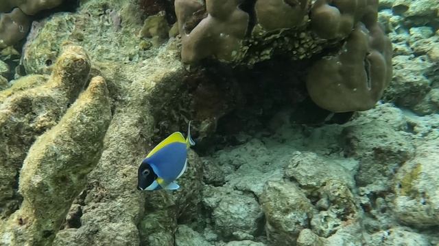 Красивые рыбы на Мальдивах. Обзор глазами туриста смотреть онлайн