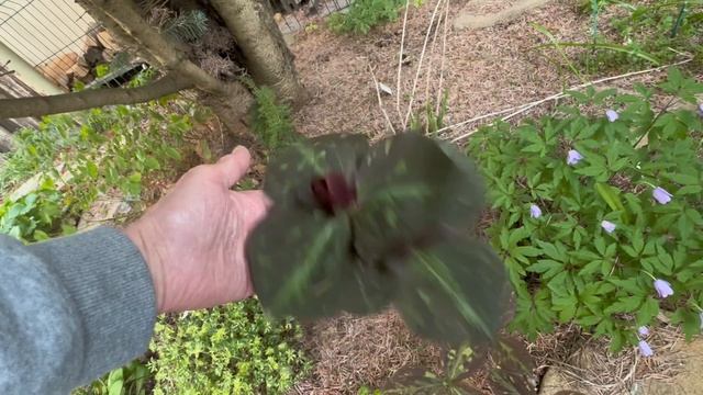 Мои любимые триллиумы, весна 2025 смотреть онлайн