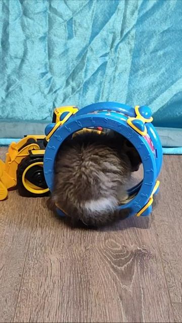 Милый котенок и детские игрушки. #шорты 4k смотреть онлайн