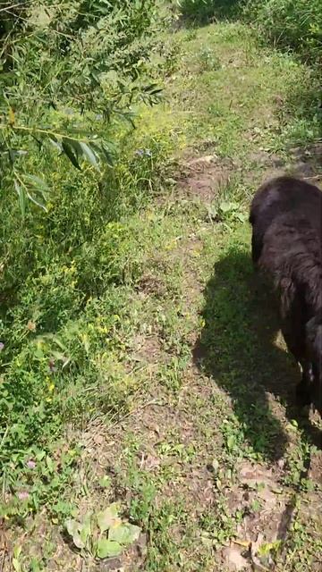 Если с другом вышел в путь... #newfoundland #ньюфаундленд #соб? смотреть онлайн