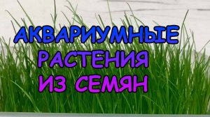 Выращивание аквариумных растений из семян. Реально ли?