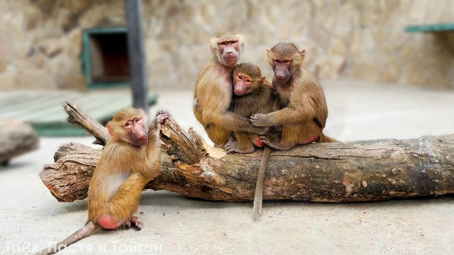 Мясо сырое или вареное? У Люси и компании меняются вкусы! Любовь Люси к Тосе вызывает умиление! смотреть онлайн