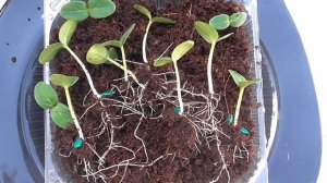 КАК УВЕЛИЧИТЬ КОРНИ РАССАДЫ ОГУРЦОВ В ПЕРВЫЕ СУТКИ ЖИ?