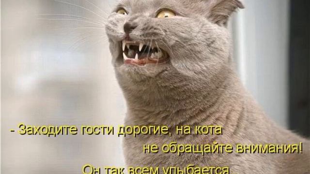Свежие приколы про животных смотреть онлайн