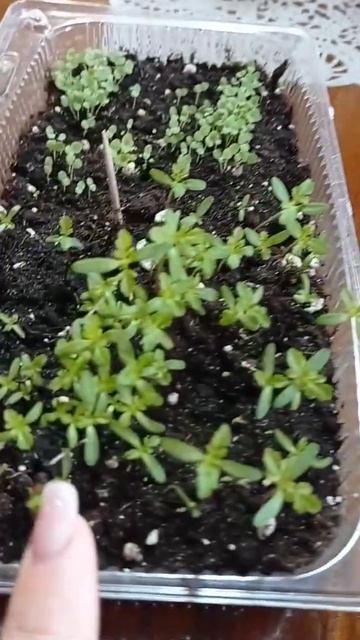 ✅Сделано #бархатцы #пикировка #люблюцветы смотреть онлайн