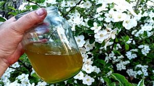 Опрыскиваю яблони во время цветения для большого урожая!Верный народный способ для опыления плодовых