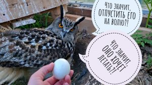 Я забрала у совы филина Ёлки последнее яйцо. Сова растерянно недоумевает: что теперь делать?!