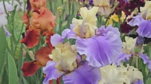 ВОЛШЕБСТВО  КРАСОТЫ ТРЕПЕТНО-НЕЖНЫХ ИРИСОВ