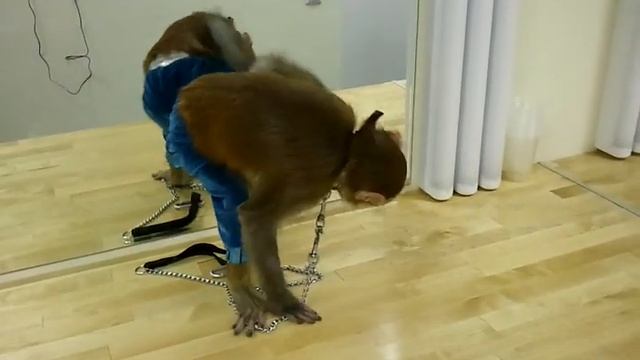 Обезьянка хулиганка перед зеркалом смотреть онлайн