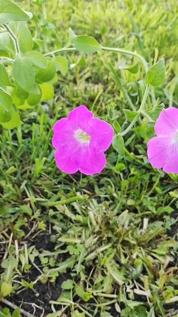 Цветущий сад весной! смотреть онлайн