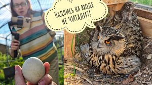 Кошка Морошка хозяюшка. Сова Ёль охраняет последнее яйцо от гостей из Кошкиного Дома