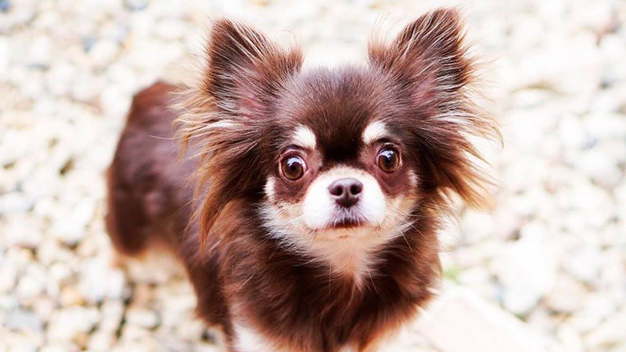 Миша и её первый шаг к чистоте: обучение туалету 🐶🌟 смотреть онлайн