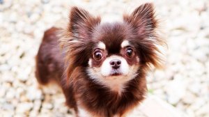 Миша и её первый шаг к чистоте: обучение туалету 🐶🌟