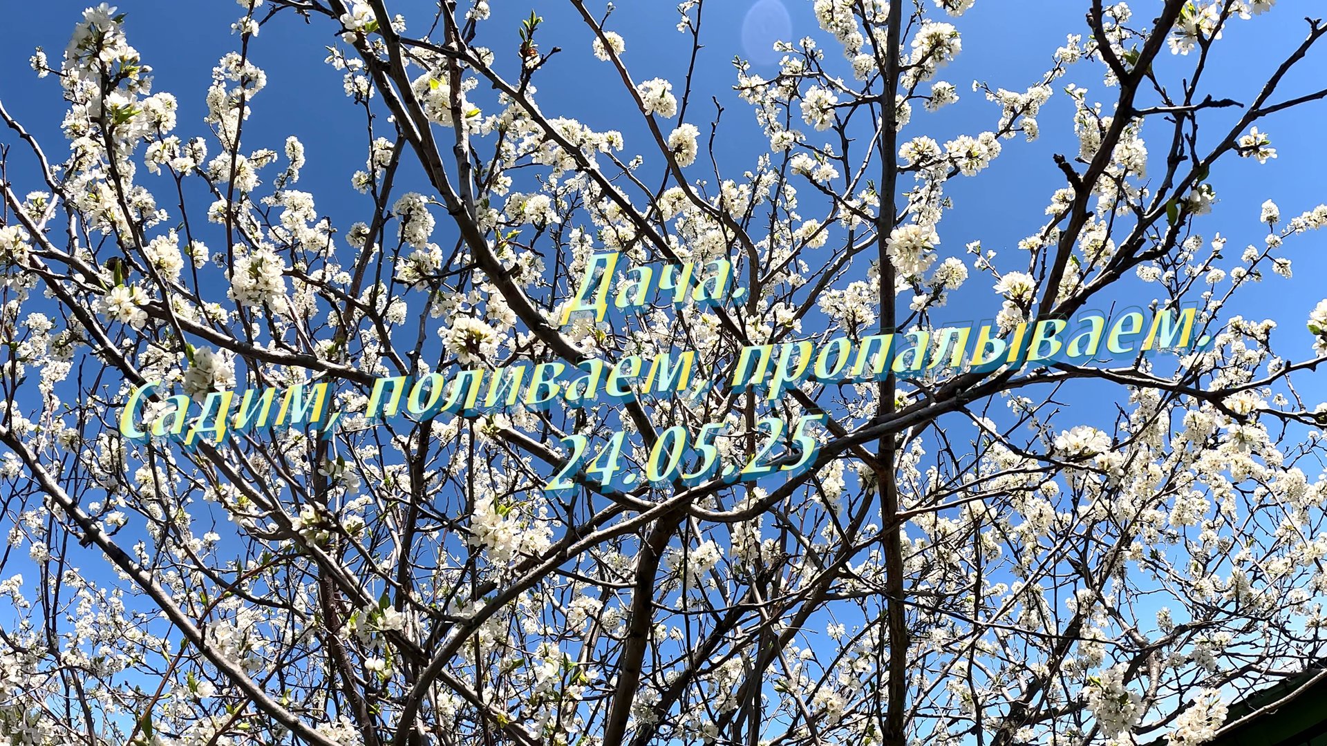 Дача. Садим, поливаем, пропалываем. 24.05.25 смотреть онлайн