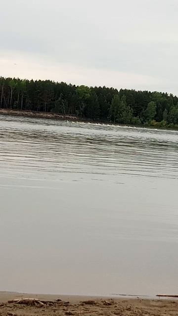 стая лебедей