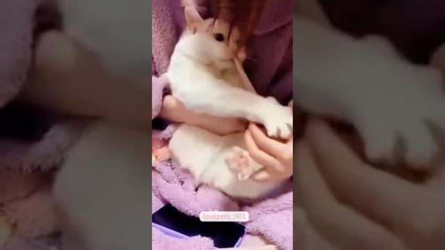 Ржака до слёз-Про котов смотреть онлайн