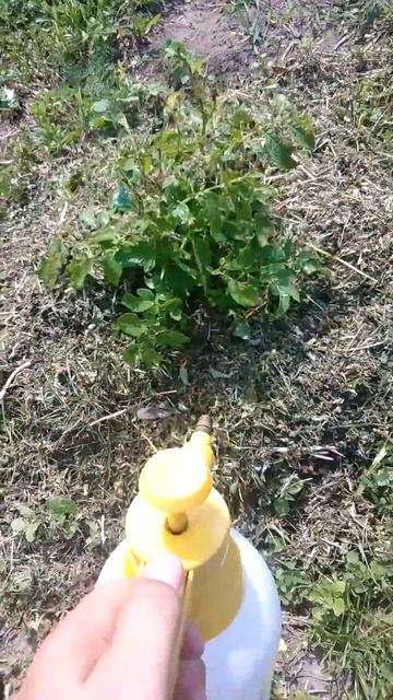 обработка картошки фитовермом #огород #дача #мульчиро? смотреть онлайн