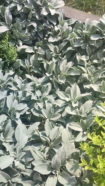 Вероника седая смотреть онлайн