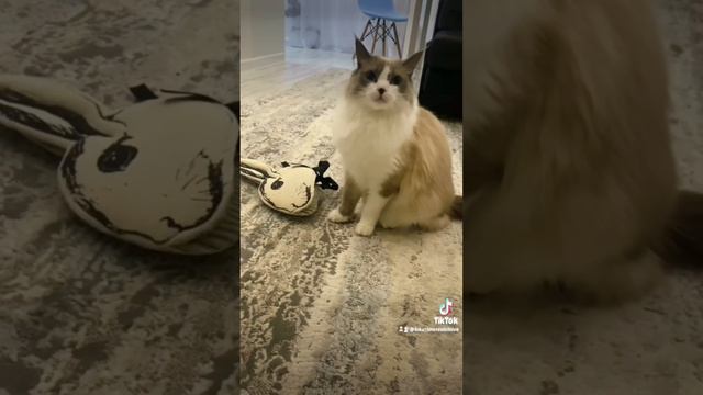 Я ржал пять минут /Приколы с котами 2023 #shorts cats meme short #funny #memes смотреть онлайн