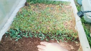 Спирея серая Грефшейм. Черенкование. Результат укорен