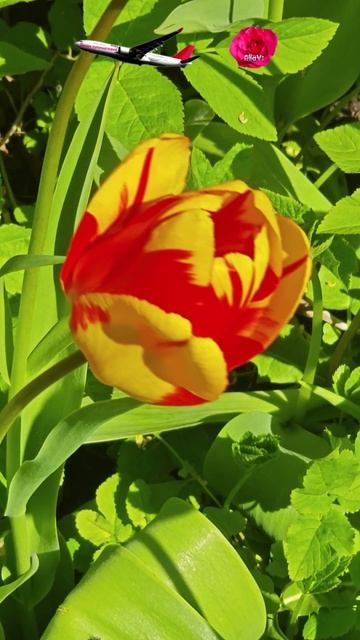 Красивые тюльпаны смотреть онлайн