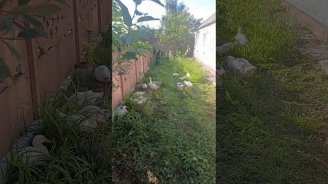 УТКИ ГАЗОНОКОСИЛКИ смотреть онлайн