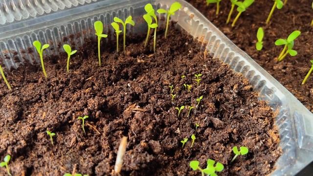 Рассада 🌱 цветов на стеллаже. Замачиваю семена сладкого перца#рассада#нравится#garden смотреть онлайн