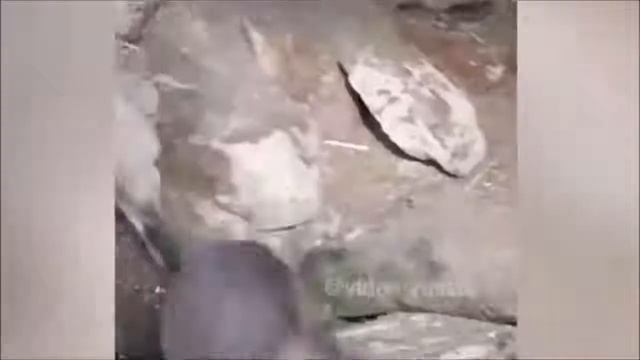 Веселые Картинки #53 смотреть онлайн