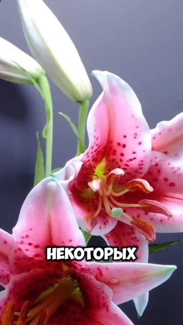 Растения-аллергены #сад #растениеводство #цветы смотреть онлайн