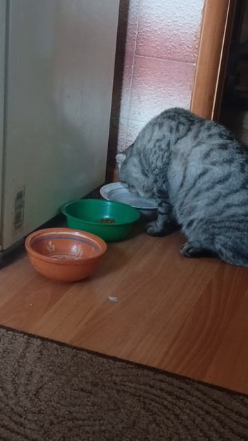 Кот Марк пьëт и встаëт. Утром как всегда