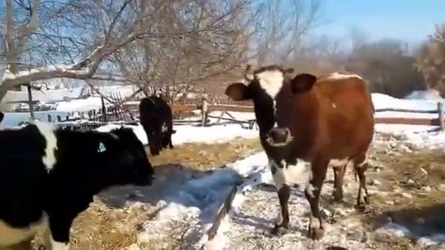 Деревенский манекен челендж. Юмор. Приколы 2017. смотреть онлайн