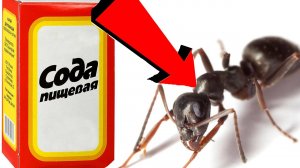 Как избавиться от муравьёв За 3 Секунды!!!.!!!!
