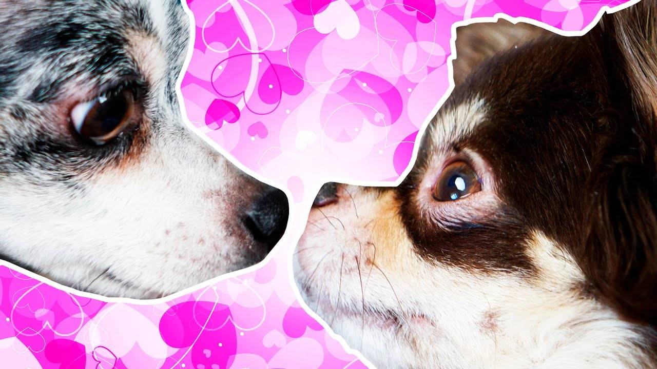 Тайны пушистиков 🐾🐶🐱 Что скрывают наши питомцы? смотреть онлайн